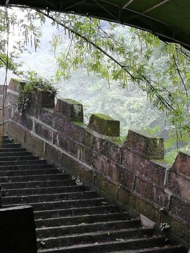 淮樹下的隱藏寶藏揭秘，小巷深處的獨特小店新發(fā)現(xiàn)（最新消息）