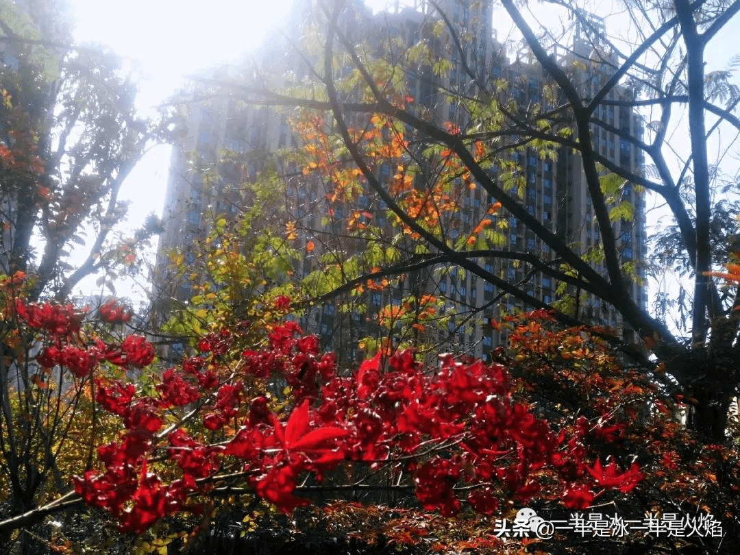 菏澤牡丹區(qū)秋日暖陽(yáng)下的聚會(huì)驚喜，最新新聞與朋友間的溫馨時(shí)刻