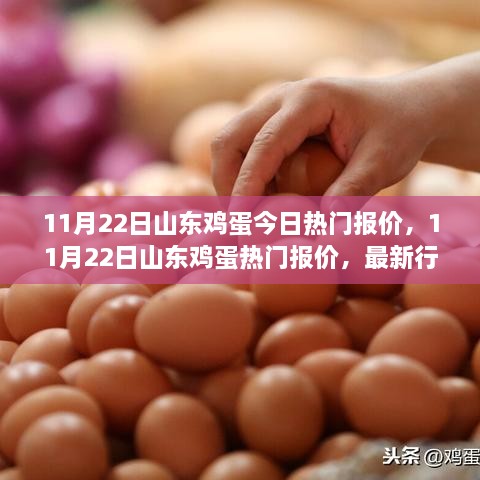 山東雞蛋最新報價行情分析與購買指南（11月22日）