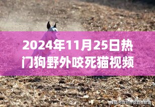 熱門狗野外咬死貓事件深度解析，特性、體驗、競品對比及用戶洞察分析