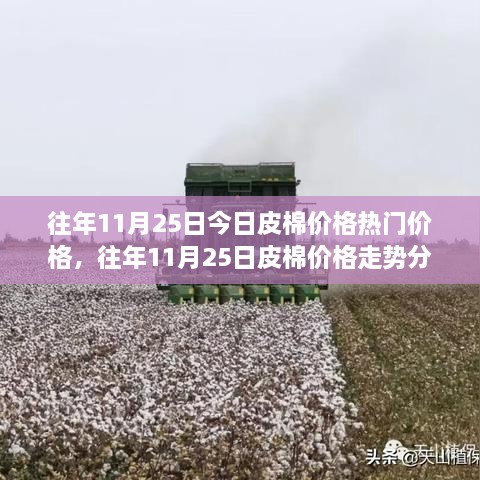 往年11月25日皮棉價格深度解析，走勢分析、觀點闡述與熱門價格解讀