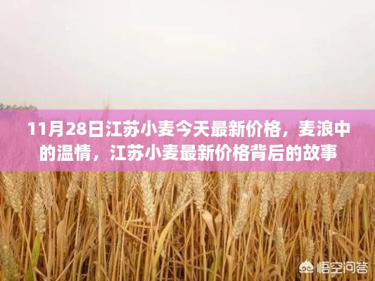 江蘇小麥最新價格揭秘，溫情背后的故事，11月28日麥浪中的市場動態(tài)