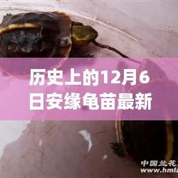 探尋自然美景的心靈之旅，歷史上的安緣龜苗最新報(bào)價(jià)揭曉在12月6日