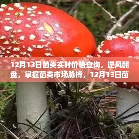 掌握菌類市場脈搏，12月13日菌類實(shí)時(shí)價(jià)格查詢及其啟示