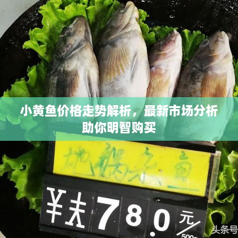 小黃魚價(jià)格走勢(shì)解析，最新市場(chǎng)分析助你明智購買