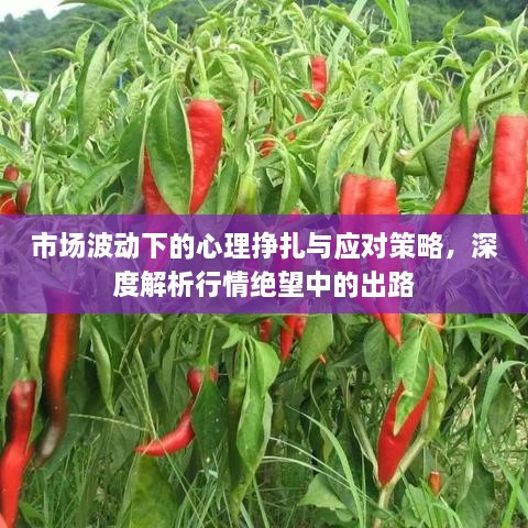 市場波動下的心理掙扎與應(yīng)對策略，深度解析行情絕望中的出路