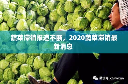 蔬菜滯銷報道不斷，2020蔬菜滯銷最新消息 