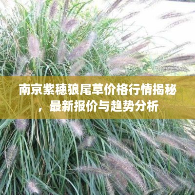 南京紫穗狼尾草價格行情揭秘，最新報價與趨勢分析