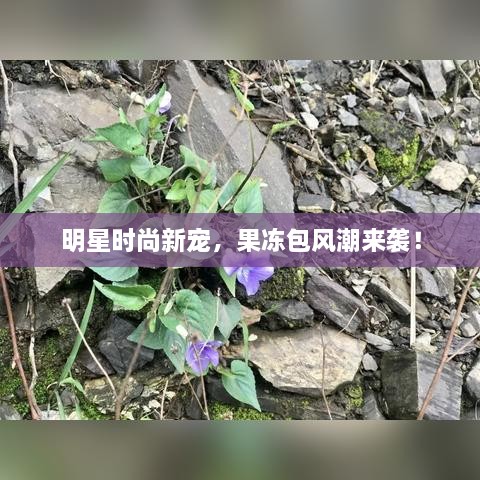 明星時尚新寵，果凍包風潮來襲！