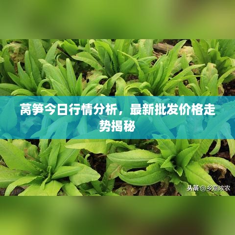 萵筍今日行情分析，最新批發(fā)價格走勢揭秘