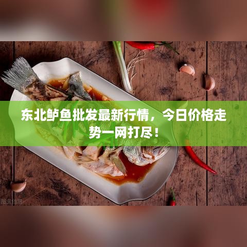 東北鱸魚批發(fā)最新行情，今日價(jià)格走勢(shì)一網(wǎng)打盡！