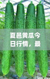 夏邑黃瓜今日行情，最新價格一網(wǎng)打盡