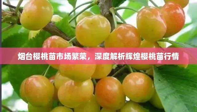 煙臺(tái)櫻桃苗市場(chǎng)繁榮，深度解析輝煌櫻桃苗行情