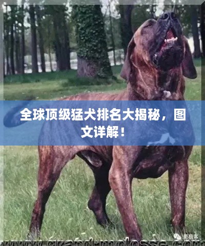 全球頂級(jí)猛犬排名大揭秘，圖文詳解！