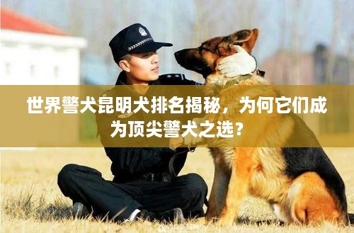 世界警犬昆明犬排名揭秘，為何它們成為頂尖警犬之選？