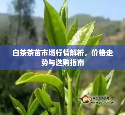 白茶茶苗市場(chǎng)行情解析，價(jià)格走勢(shì)與選購(gòu)指南