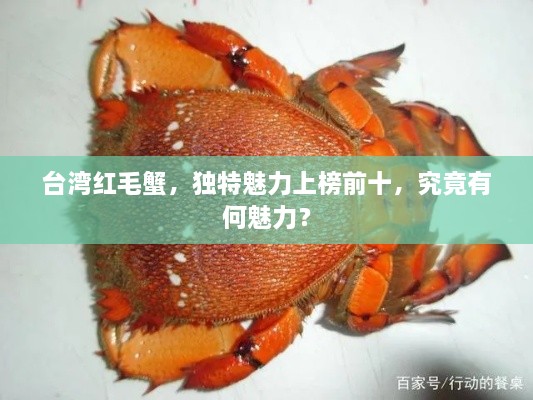 臺(tái)灣紅毛蟹，獨(dú)特魅力上榜前十，究竟有何魅力？