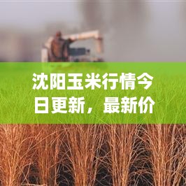 沈陽玉米行情今日更新，最新價格走勢分析