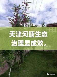 天津河塘生態(tài)治理顯成效，城市面貌煥然一新