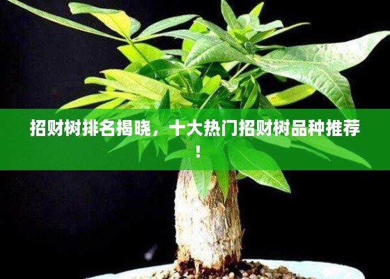 招財樹排名揭曉，十大熱門招財樹品種推薦！